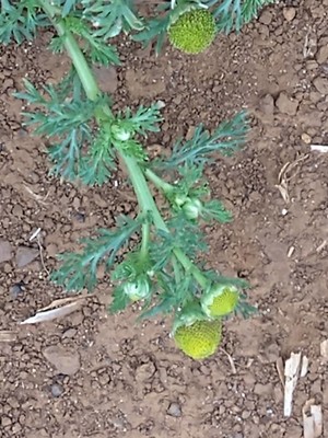 photo of Pineappleweed