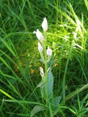 photo of White Helleborine