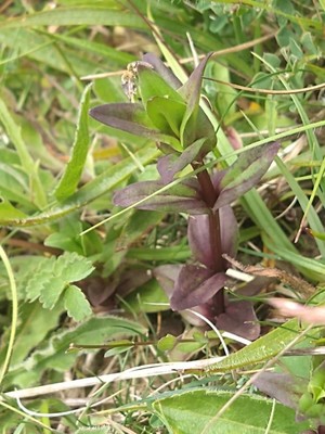 photo of Autumn Gentian