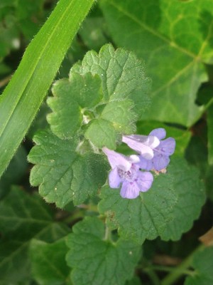 photo of Ground Ivy