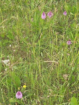 photo of Pyramidal Orchid