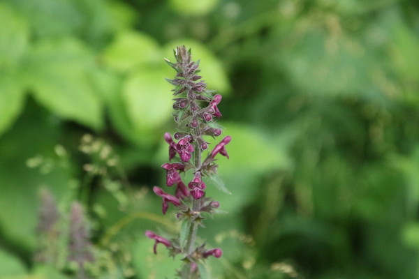 photo of Hedge Woundwort