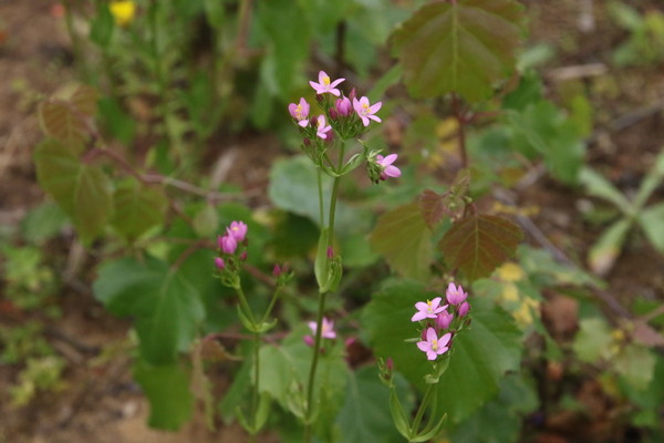 photo of Common Centaury