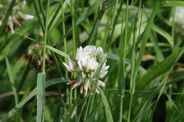 photo of White Clover