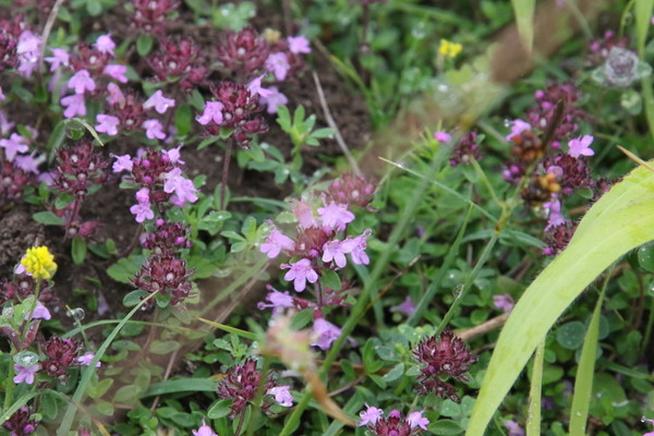 photo of Wild Thyme