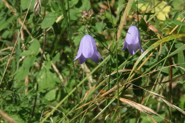 photo of Harebell