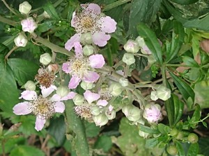 photo of Elm Leaved Bramble