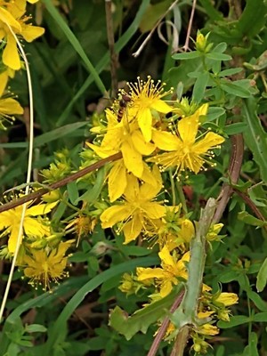 photo of Perforate St. John's Wort