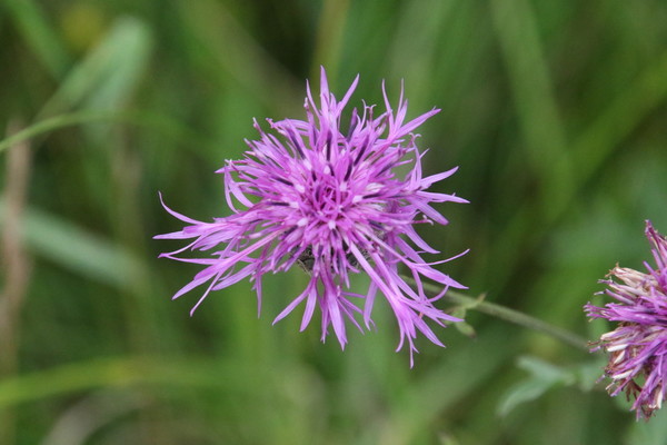photo of Greater Knapweed
