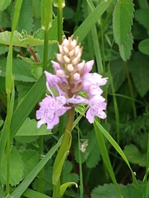 photo of Common Spotted Orchid