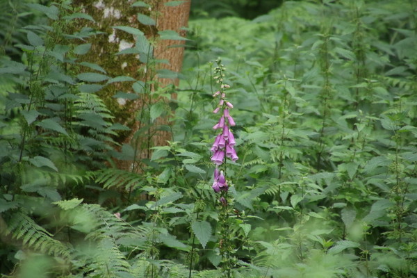 photo of Foxglove