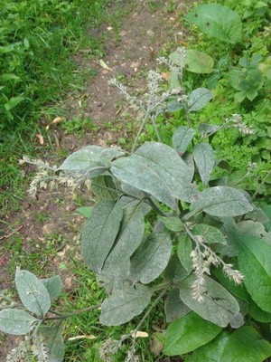 photo of Common Comfrey