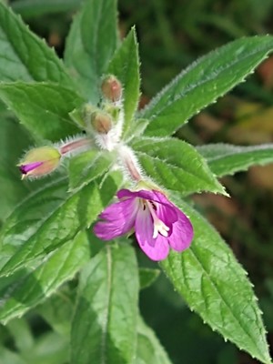 photo of Great Willowherb
