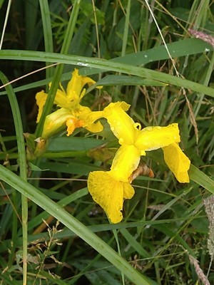 photo of Yellow Iris