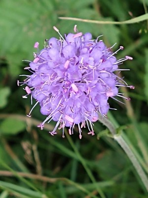 photo of Devil's Bit Scabious