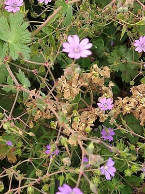 photo of Dove's Foot Crane's Bill