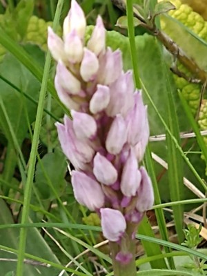 photo of Military Orchid
