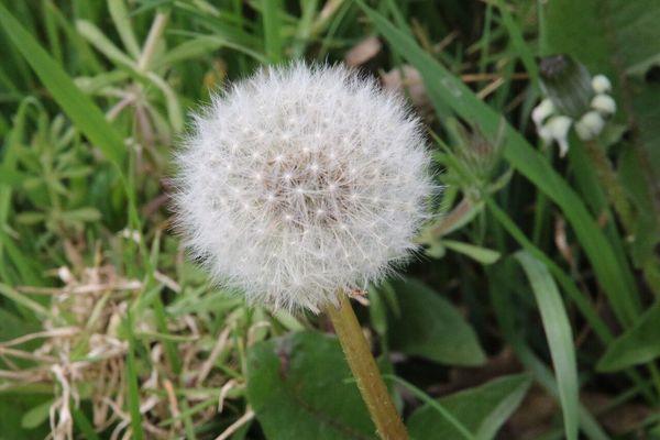 photo of Dandelion
