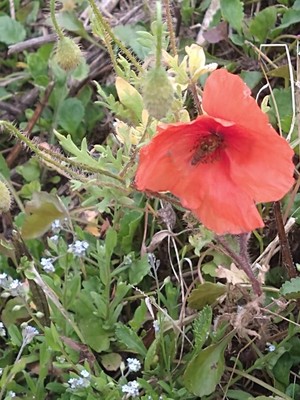 photo of Common Poppy