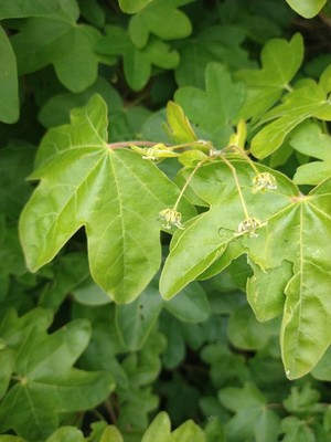 photo of Field Maple