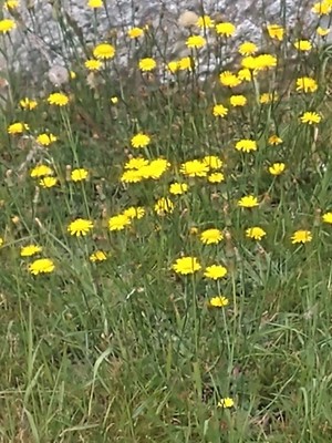 photo of Smooth Hawk's Beard