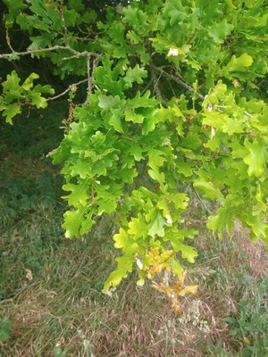 photo of Pedunculate Oak
