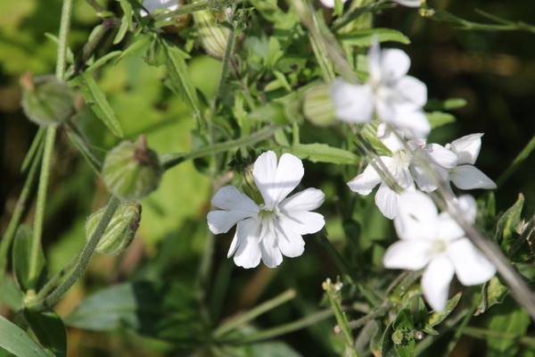 photo of White Campion