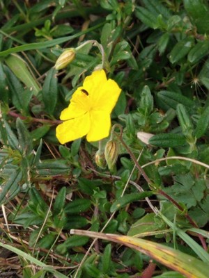 photo of Common Rockrose
