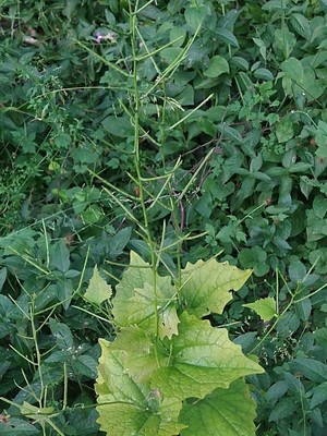 photo of Garlic Mustard
