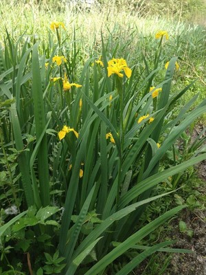photo of Yellow Iris