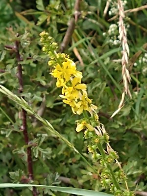 photo of Agrimony
