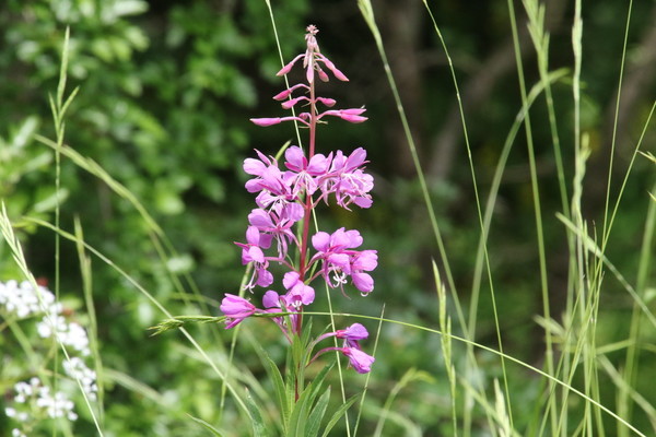 photo of Rosebay Willowherb
