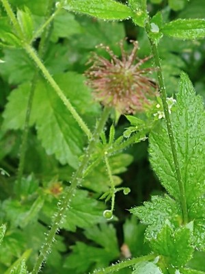 photo of Wood Avens