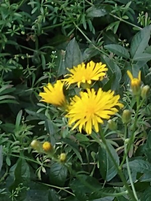 photo of Hawkweed