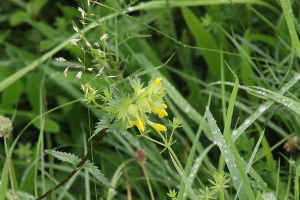 photo of Yellow Rattle