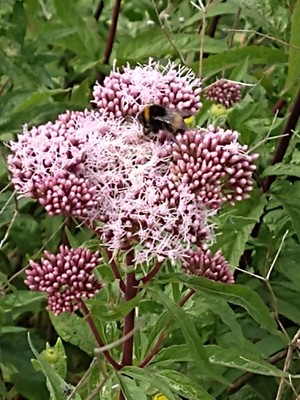 photo of Hemp Agrimony