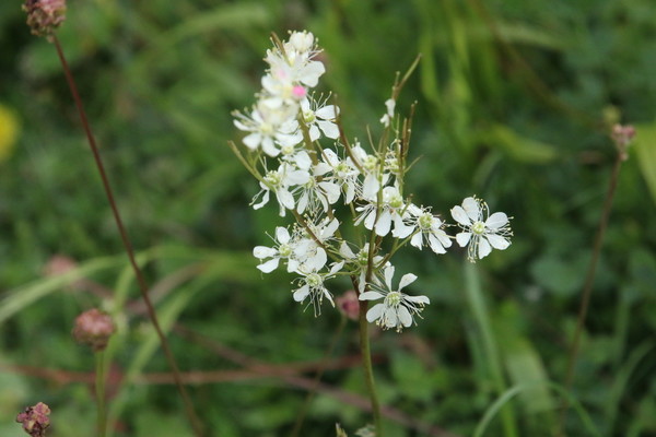 photo of Dropwort