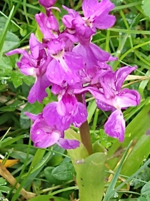 photo of Early Purple Orchid
