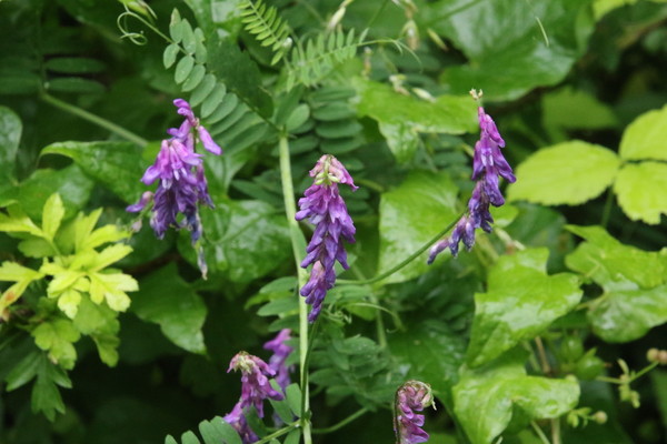 photo of Tufted Vetch
