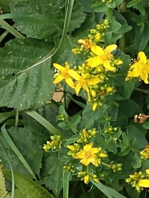photo of Perforate St. John's Wort