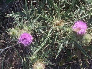 photo of Spear Thistle