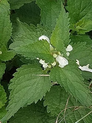 photo of White Dead Nettle