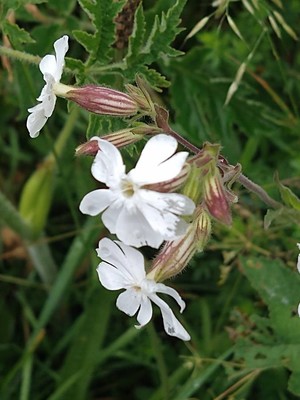 photo of White Campion