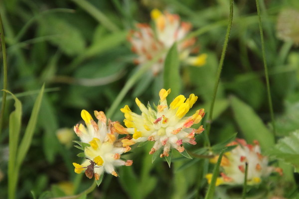 photo of Kidney Vetch