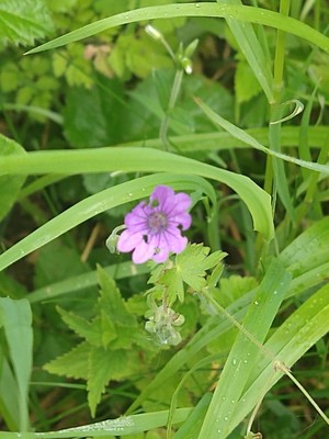 photo of Hedgerow Crane's Bill