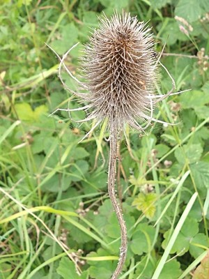 photo of Teasel