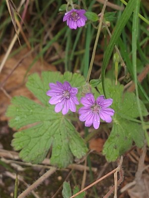 photo of Hedgerow Crane's Bill