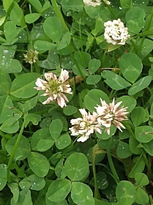 photo of White Clover