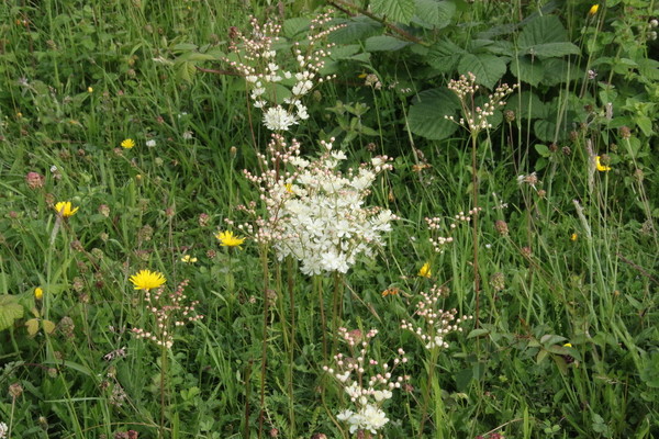 photo of Dropwort