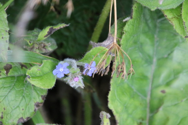 photo of Green Alkanet